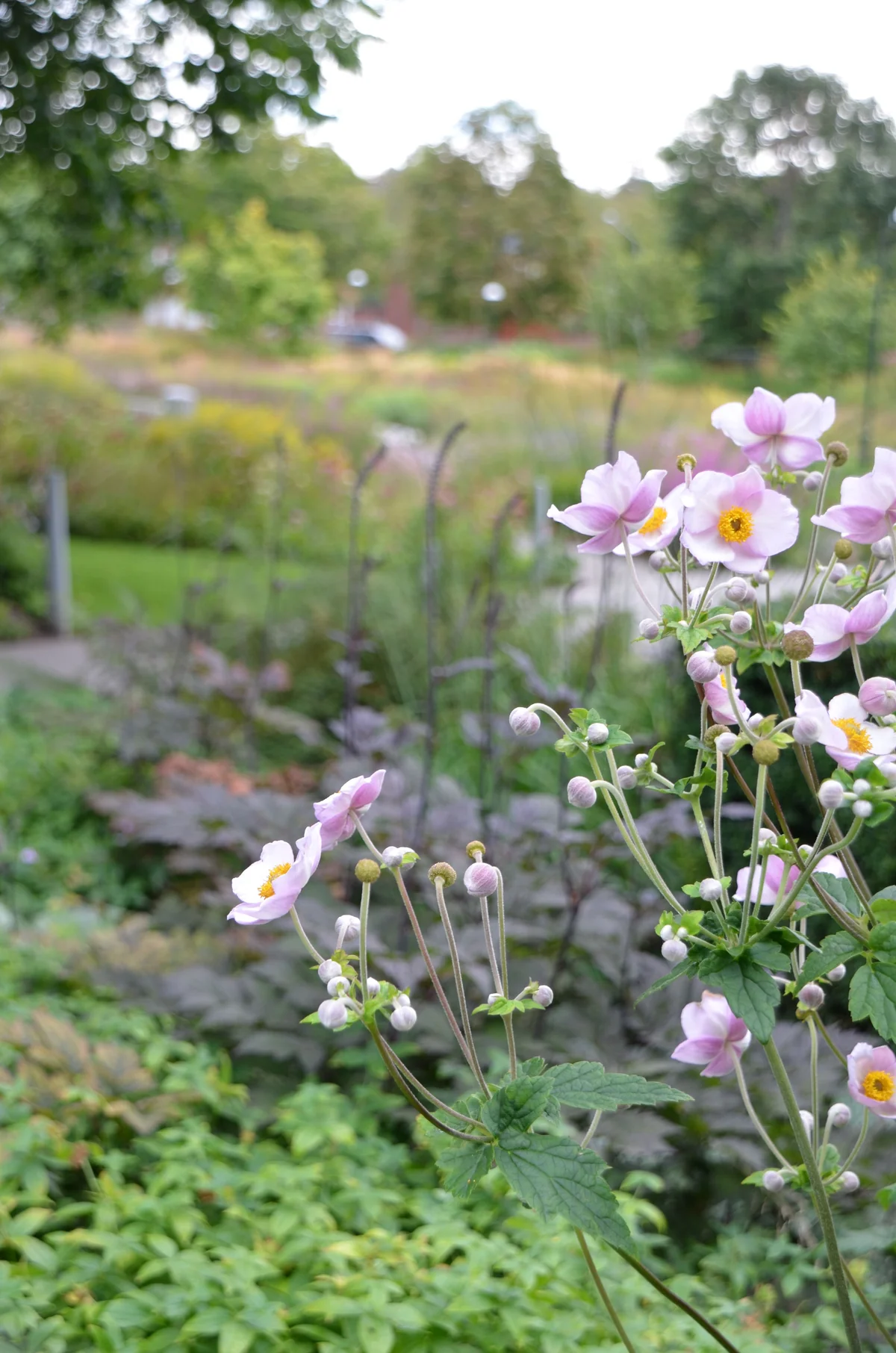 Rosa höstanemoner i en lummig trädgård